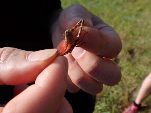 Calliptamus sp.